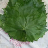 برگ مو(کشمش قرمز)