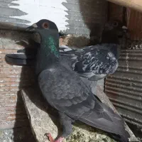 کبوتر|پرنده|گرگان, |دیوار