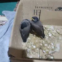 جوجه مرغ مینا