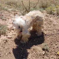 سگ پاکوتاه|سگ|زنجان, |دیوار