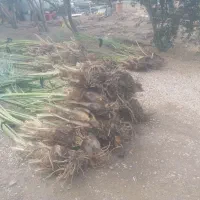 عنواع پاجوش خرما زاهدی و غیره|خدمات باغبانی و درختکاری|طبس, |دیوار