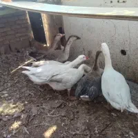 غاز وقوغاز۶ عدد جوانه
