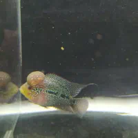 ماهی فلاور هورن|ماهی|فولادشهر, A2|دیوار