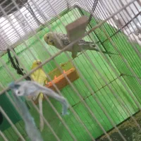 پرنده مرغ عشق بالغ جفتی ۴۵۰تومن|پرنده|مشهد, شهید قربانی|دیوار