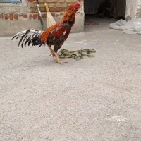 خروس لاری اصیل