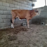 ۴ راس نرگاو چاق