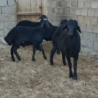 چهار راس بره قوچ قره قزل|حیوانات مزرعه|شاهین دژ, |دیوار