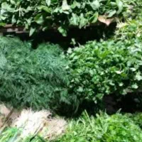 سبزی خورشتی پاک کرده
