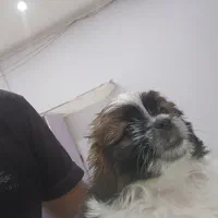 توله شیتزوتریر(فول کیفیت)|سگ|قزوین, |دیوار