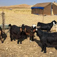 بز داشتی