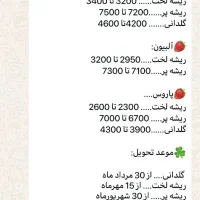 نهال توت فرنگ پاروس گلدان ریشه لخته آلبیون سابرینا|خدمات باغبانی و درختکاری|جیرفت, |دیوار