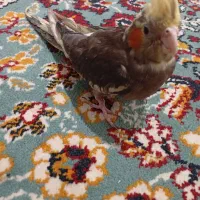 عروس هلندی گمشده