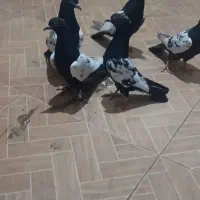 سینه|پرنده|تیتکانلو, |دیوار