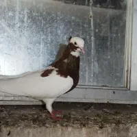 طوقی سرخ نر