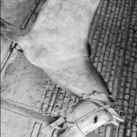 اسب فروشی کره