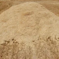 کاه|خدمات باغبانی و درختکاری|ایذه, |دیوار