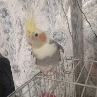 عروس هلندی نر با قفس