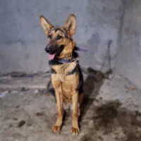 سگ ژرمن 10 ماهه ماده شناسنامه دار|سگ|بم, |دیوار