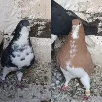 خوشرنگ گل دار عتیغه