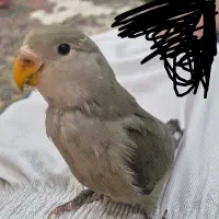 جوجه برزیلی ۳ ماهه