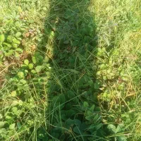 نهال توت فرنگی سابرینا|خدمات باغبانی و درختکاری|خان ببین, |دیوار