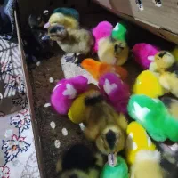 اردک جوجه رنگی در سیادک محمد رسول‌الله 11|حیوانات مزرعه|زاهدان, |دیوار