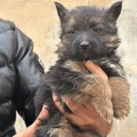 واگذاری توله شرمن بلک و دورنگ|سگ|کرج, فاز ۲ مهرشهر|دیوار