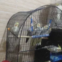 عروس هلندی