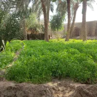 گشنیز  سبزی ماهی تازه و تمیز