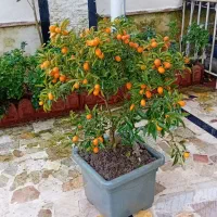 طراحی واجرای فضای سبز باغ وویلا سمپاشی علفتراشی