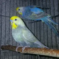 جفت مرغ عشق پروانه ای و رنگین کمانی اورجینال