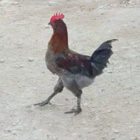 خروس و مرغ محلی