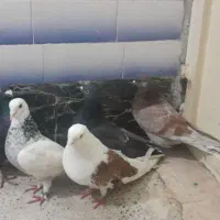 کبوتر|پرنده|شباب, |دیوار