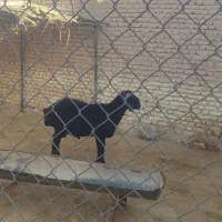 بره یک دس نر جفتی ۱۳۰|حیوانات مزرعه|ششده و قره بلاغ, |دیوار