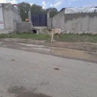 سگ گله ی|سگ|ورزقان, |دیوار