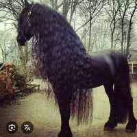 باشگاه سوارکاری پانسیون اسب