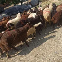 عقیقه گوسفند برا بچه درهمه نوع زنده وسالم بهداشتی|حیوانات مزرعه|تهران, تاکسیرانی|دیوار