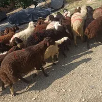 عقیقه گوسفند برا بچه درهمه نوع زنده وسالم بهداشتی