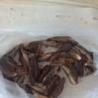 خلال خرما  چیپس خرما خرمانگینی امسالی