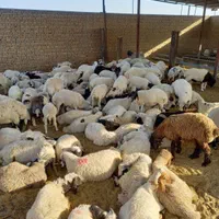 فروش بره وکره محلی باقصاب رایگان|حیوانات مزرعه|رفسنجان, |دیوار