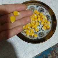 ذرت مکزیکی اعلادرجه1|خوردنی و آشامیدنی|قم, قلعه کامکار|دیوار