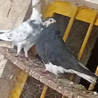 کفتر|پرنده|سورنا, |دیوار