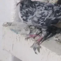 کبوتر باخت دادم