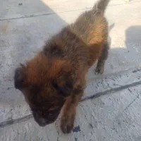 توله ژرمن شپرد ماده دوماهه اصیل|سگ|ماهدشت, |دیوار