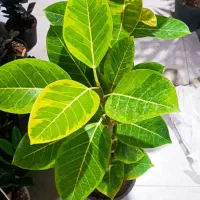 فروش انواع گل و گیاه و گلدان به قیمت اقتصادی