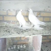 اویناخ لوطی|پرنده|اهر, |دیوار