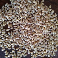 گندم آبی بذری