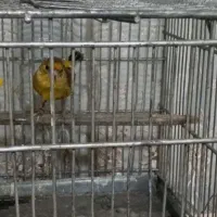 سره دهندار دهن سبک ایوب رحمتی ول ول گاله دار