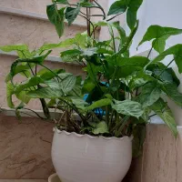 گل طبیعی سینگنیوم