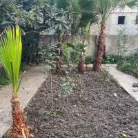 پالم واشنگتن